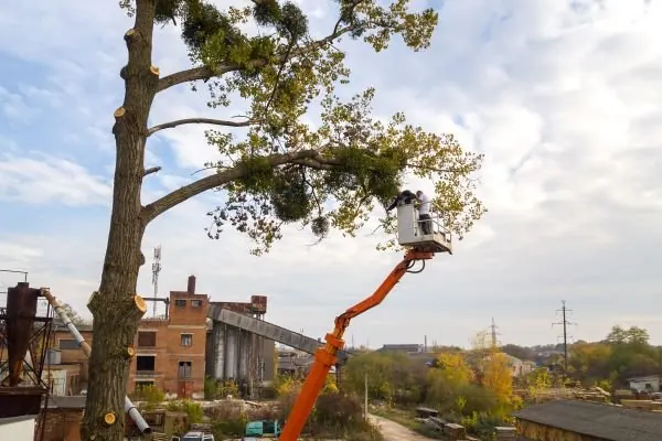 Elevated work platform reaching into a tall tree above city rooftops