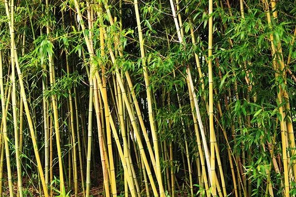 Bamboo Removal in Melbourne