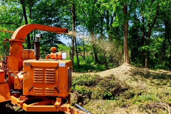 Wood chipper working on a cleared site among tall trees