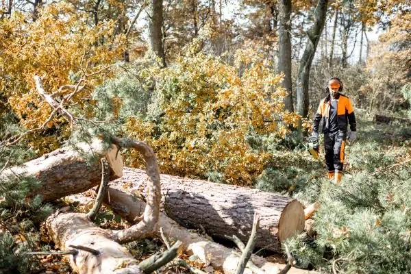 Felled tree trunks sectioned and stacked on a cleared slope