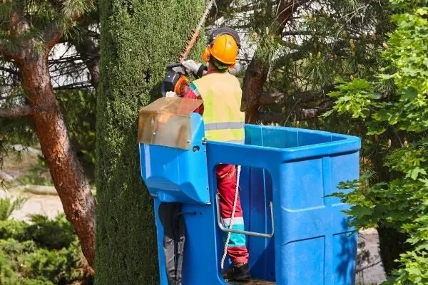 Palm Tree Removal in Melbourne