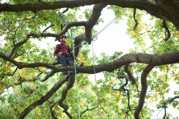 Tree Removal in Melbourne