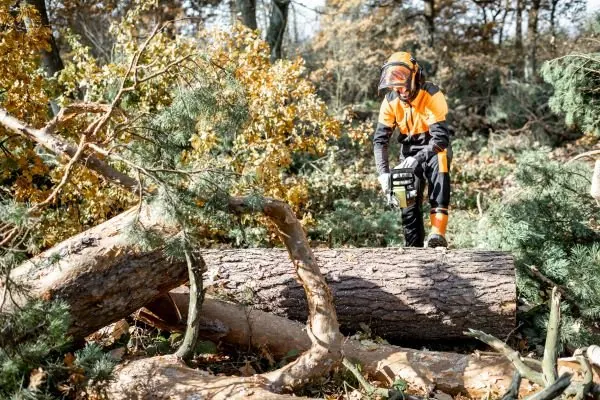 Crew member clearing cut pine logs and branches after a removal