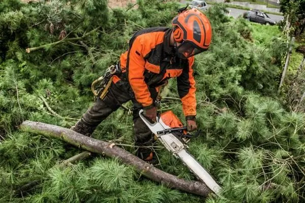 Tree worker in orange safety gear cutting a felled pine trunk on the ground