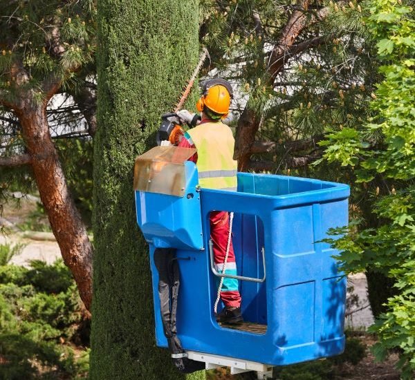 Melbourne Tree loppers